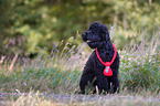 sitting Black Russian Terrier