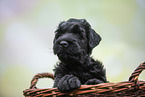 Black russian terrier puppy in basket