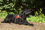 Black Russian Terrier