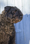 Black Russian Terrier