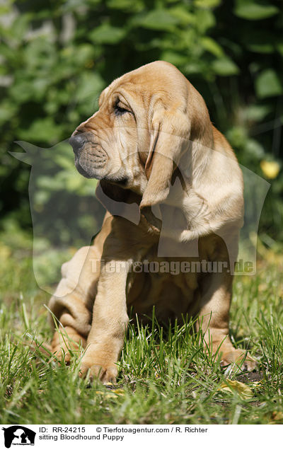 sitzender Bluthund Welpe / sitting Bloodhound Puppy / RR-24215