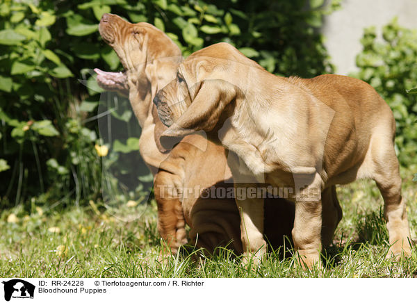 Bluthunde Welpen / Bloodhound Puppies / RR-24228