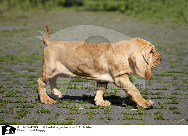Bluthund Welpe / Bloodhound Puppy / RR-24263
