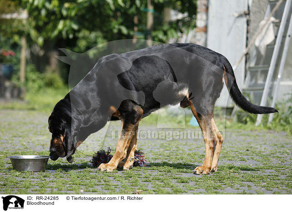 Bluthund / Bloodhound / RR-24285