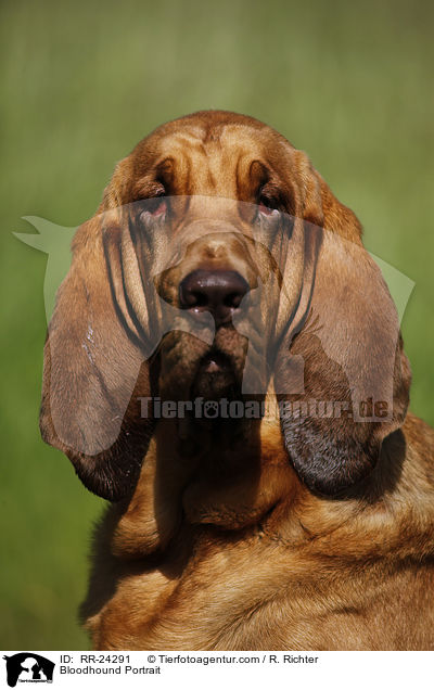 Bluthund Portrait / Bloodhound Portrait / RR-24291