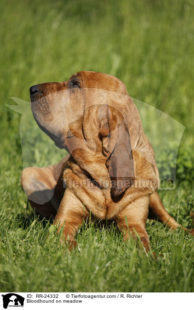 Bluthund auf Wiese / Bloodhound on meadow / RR-24332