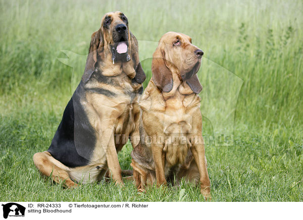 sitzender Bluthund / sitting Bloodhound / RR-24333