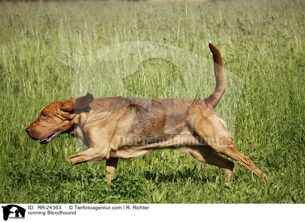 rennender Bluthund / running Bloodhound / RR-24363