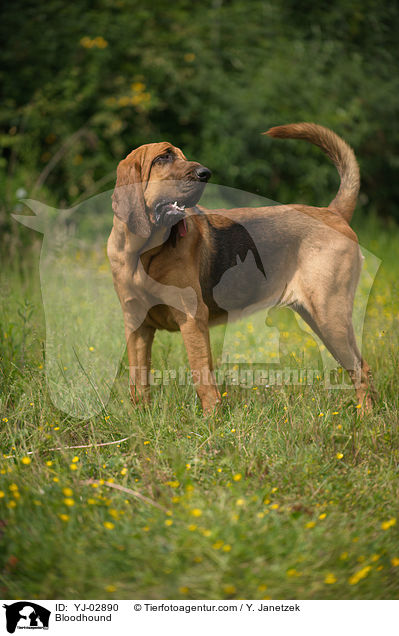 Bluthund / Bloodhound / YJ-02890
