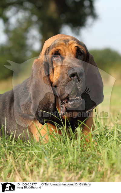 liegender Bluthund / lying Bloodhound / DG-05177