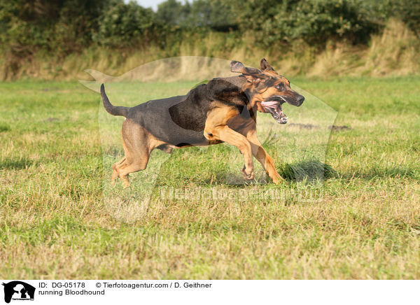 rennender Bluthund / running Bloodhound / DG-05178