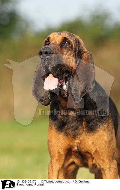 Bluthund Portrait / Bloodhound Portrait / DG-05179