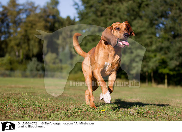 rennender Bloodhound / running Bloodhound / AM-04072