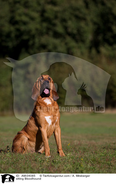 sitzender Bloodhound / sitting Bloodhound / AM-04085