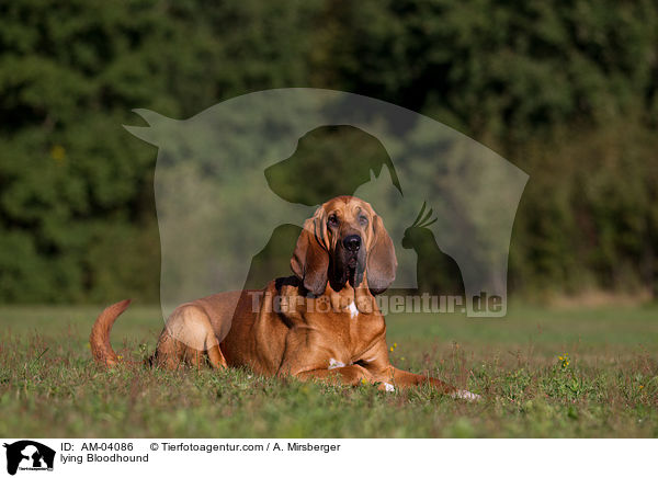 liegender Bloodhound / lying Bloodhound / AM-04086