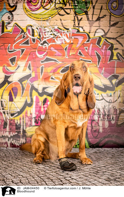 Bluthund / Bloodhound / JAM-04450
