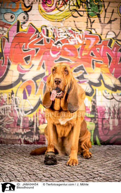 Bluthund / Bloodhound / JAM-04454