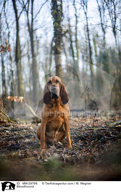 Bluthund / Bloodhound / MW-29766