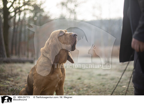 Bloodhound / MW-29773