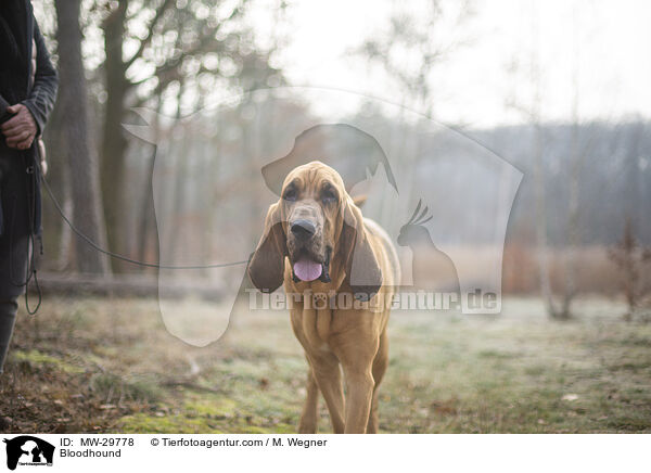 Bloodhound / MW-29778