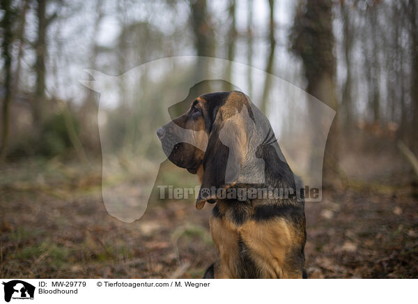 Bluthund / Bloodhound / MW-29779