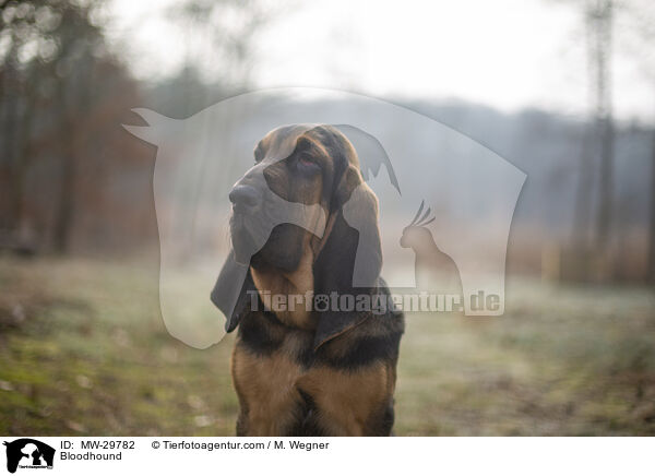 Bluthund / Bloodhound / MW-29782