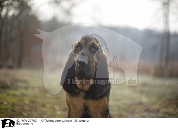 Bluthund / Bloodhound / MW-29783