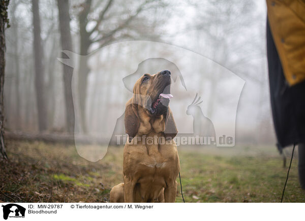 Bloodhound / MW-29787