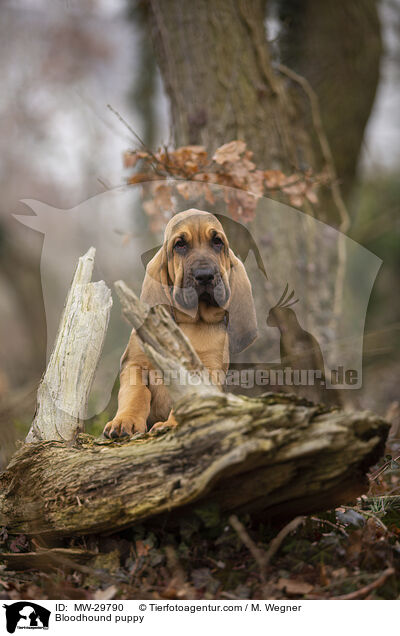 Bluthund Welpe / Bloodhound puppy / MW-29790