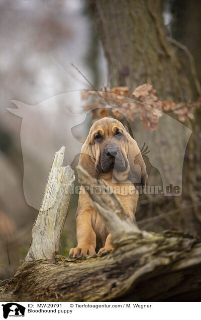 Bluthund Welpe / Bloodhound puppy / MW-29791