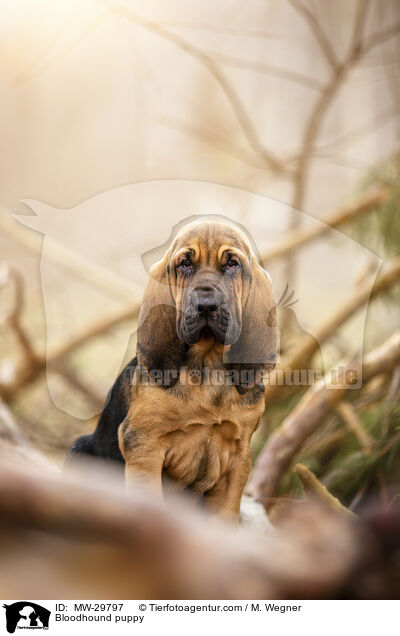 Bluthund Welpe / Bloodhound puppy / MW-29797