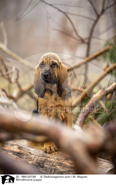 Bluthund Welpe / Bloodhound puppy / MW-29798