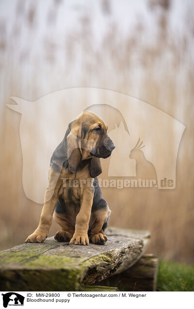 Bluthund Welpe / Bloodhound puppy / MW-29800
