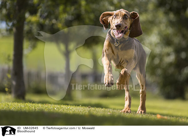 Bluthund / Bloodhound / UM-02645