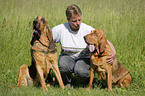 sitting Bloodhound