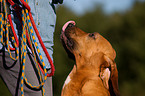 Bloodhound Portrait