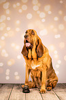 Bloodhound