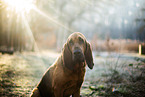 Bloodhound