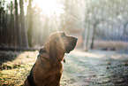 Bloodhound