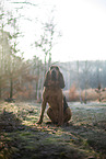 Bloodhound