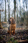 Bloodhound