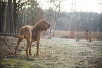 Bloodhound