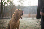 Bloodhound
