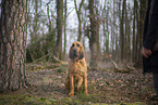 Bloodhound