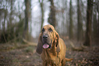 Bloodhound