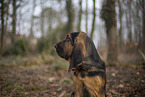 Bloodhound