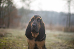 Bloodhound