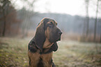 Bloodhound
