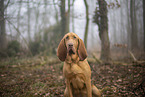 Bloodhound