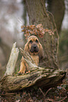 Bloodhound puppy